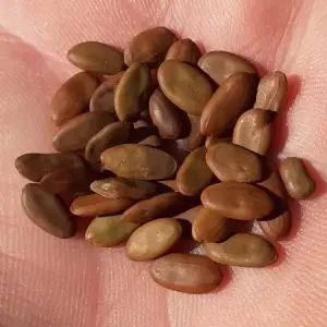 graines d'arbre à soie