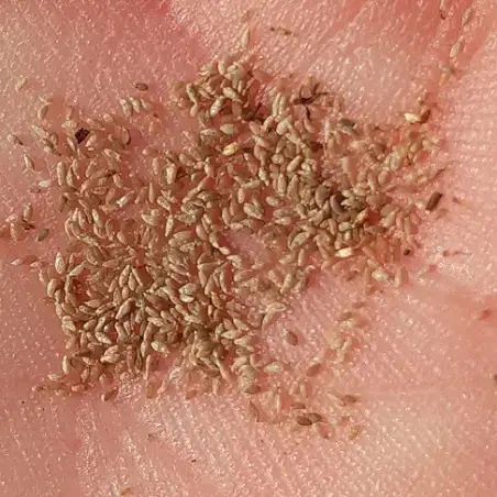 Einjhrige Beifu, Artemisia annua samen kaufen