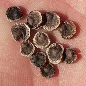 black hollyhock seeds