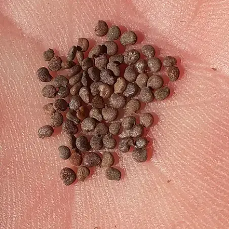 planting sage seeds Organic Sage Seeds