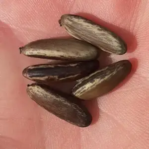 graines de flamboyant royal