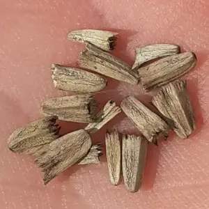 purpur-sonnenhut samen