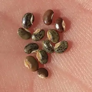 graines de plante qui danse