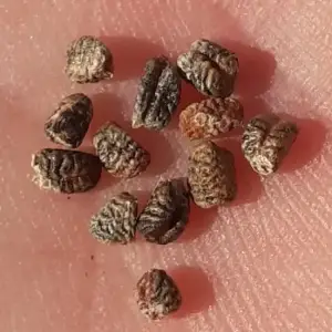 graines de cardamome verte