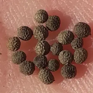 graines de pavot de Californie