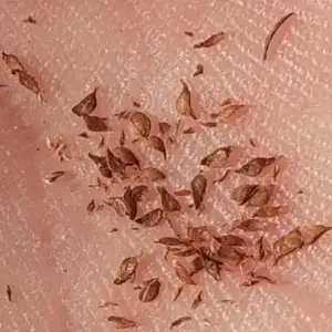 semillas de eucalipto arcoiris