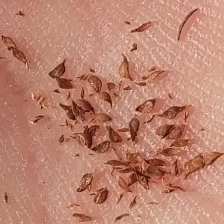 Regenbogen eukalyptus samen kaufen