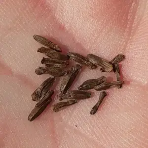Lion's tail seeds