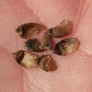 semillas de Árbol de Jupiter