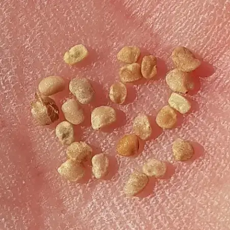 Goji berry seeds for sowing - wolfberry - Lycium barbarum