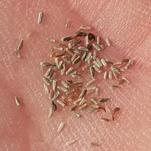 graines de camomille