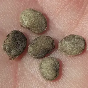 money plant seeds