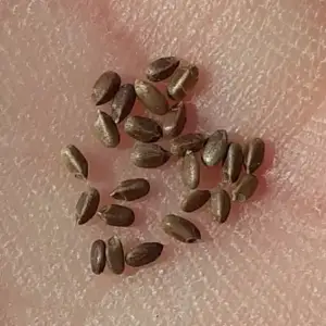 Präriebergamotte samen