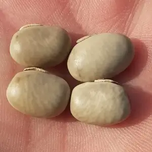 semillas de Frijol terciopelo