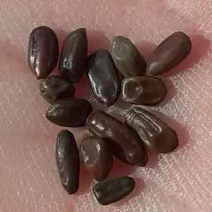 Sensitive tree seeds