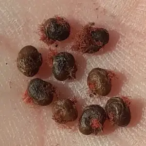 staghorn sumac seeds