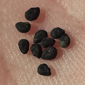 indian comb seeds