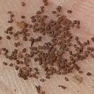 graines de tabac glauque