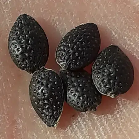 Granadilla seeds - passion fruit for growing