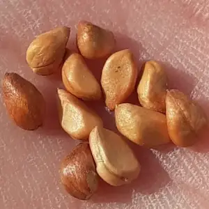 graines de rosier du japon