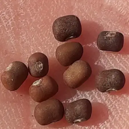 Kudzu seeds Pueraria lobata for sale