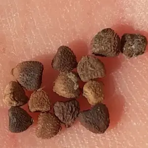 semillas de jiaogulan