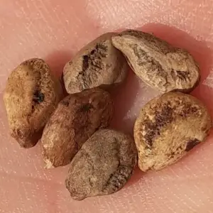 semillas de arbol salchicha