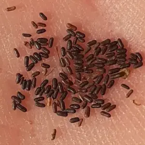 st john's wort seeds
