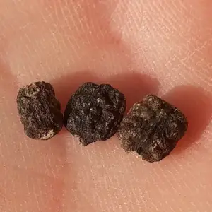 graines de Héliconia