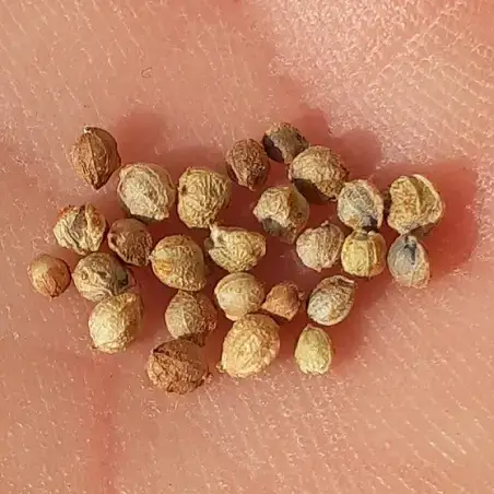 Hopfen, Humulus lupulus samen kaufen