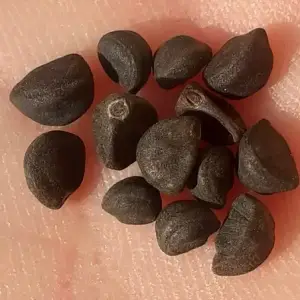 graines de gloire du matin