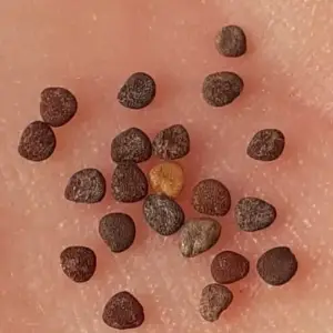 semillas de Manzana del Peru