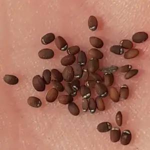 catnip seeds