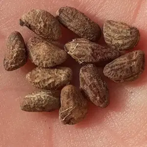 voacanga seeds