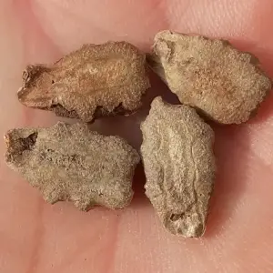 schlangenhaargurke samen