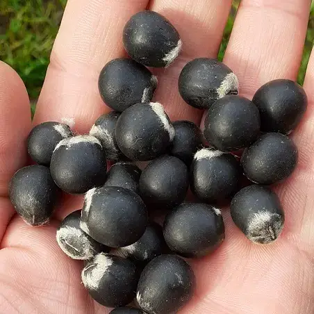 graines de noix de lavage