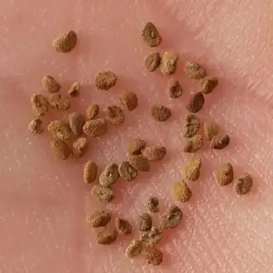 semillas de escutelaria