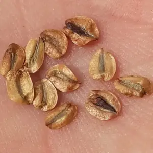 giant sequoia seeds