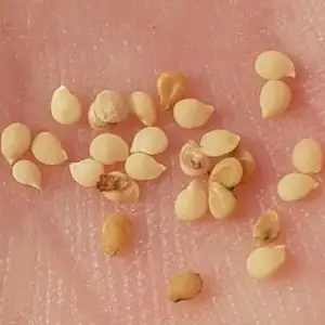 semillas de hierba mora