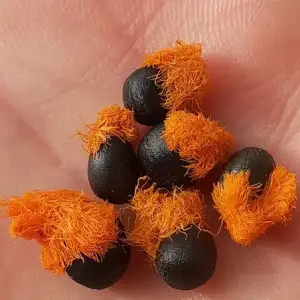 semillas de ave del paraíso