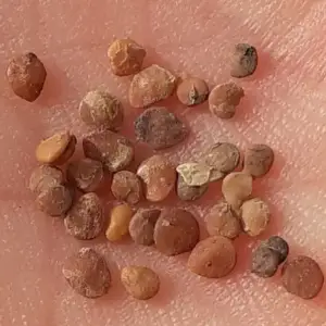 semillas de amaradulce