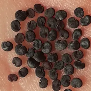 semillas de jabonera