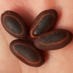 semillas de arbol de la lluvia