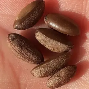 graines de fruit miracle