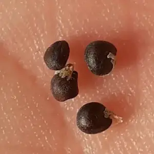 Tränendes herz Samen