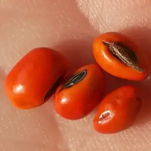 graines d'arbre corail