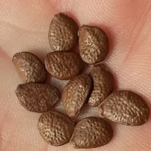 ylang-ylang seeds