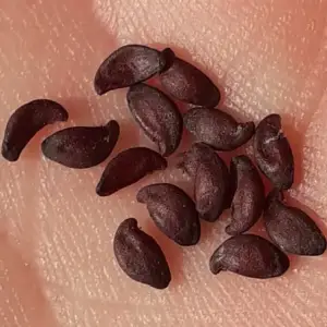 juneberry seeds
