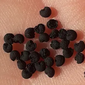 semillas de ajo de osos