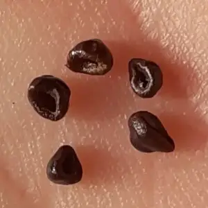 star peyote seeds